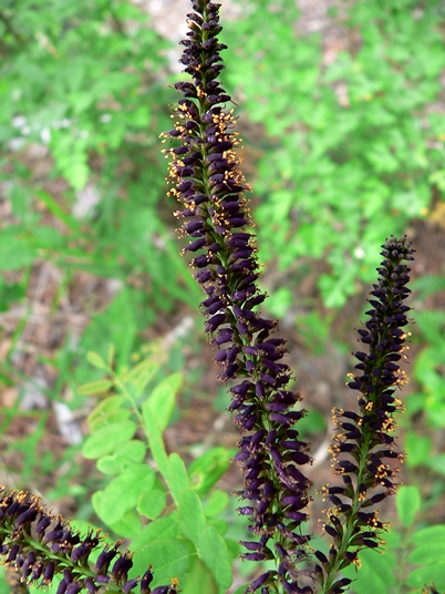 {Amorpha fruticosa}